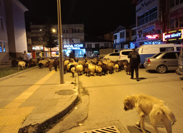 Şehir merkezinden koyun sürüsü geçti