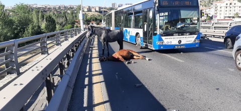 Ankara'da yola çıkan başıboş ata otomobil çarptı