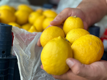 Domatesin fiyatı düştü, limonun arttı