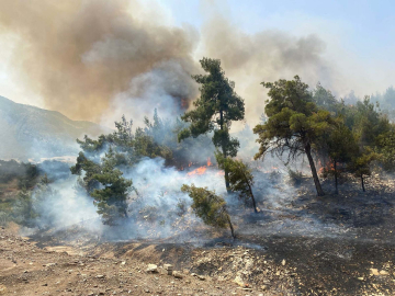 Manisa'da orman yangını (2)