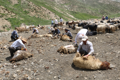 Yüksekova'da bir asırdır devam eden koyun kırkma şenliği