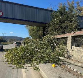 Kestiği ağacın altında kalıp öldü