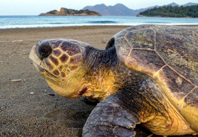 Muğla'da deniz kaplumbağalarını besleyen teknedeki ziyaretçilerin cezası kaptana kesilecek